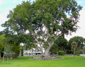 Growing Staff Like a Banyan Tree, Henry Ford's Summer Estate, Ft Myers, FL